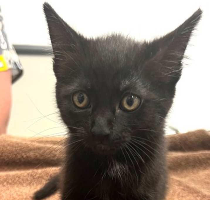 Photo of 656427 Loki