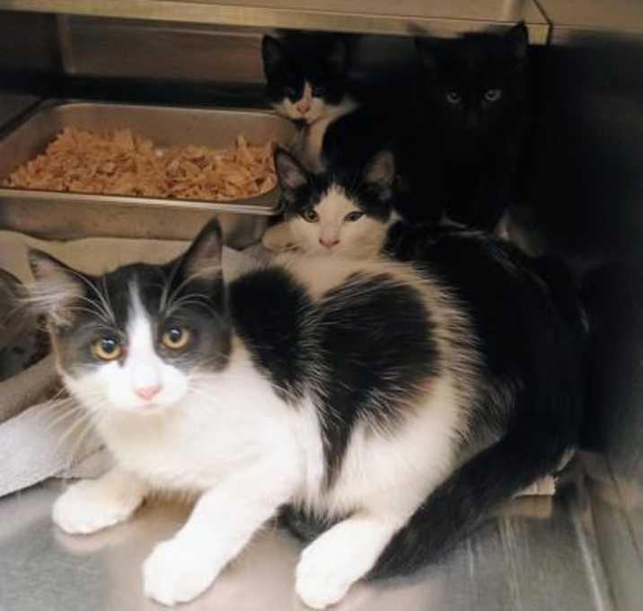 Photo of Otis QC15 6/4/25