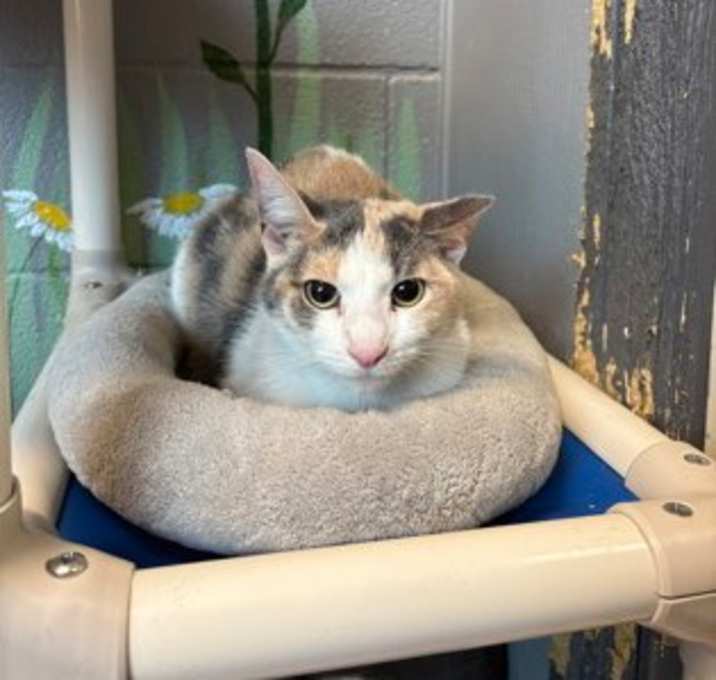 Photo of Speckles