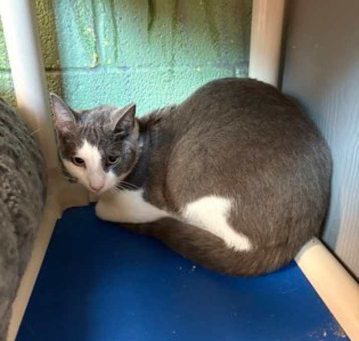 Photo of Spanky