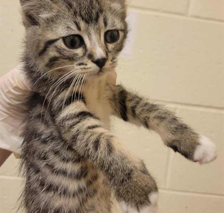 Photo of FOXTROT