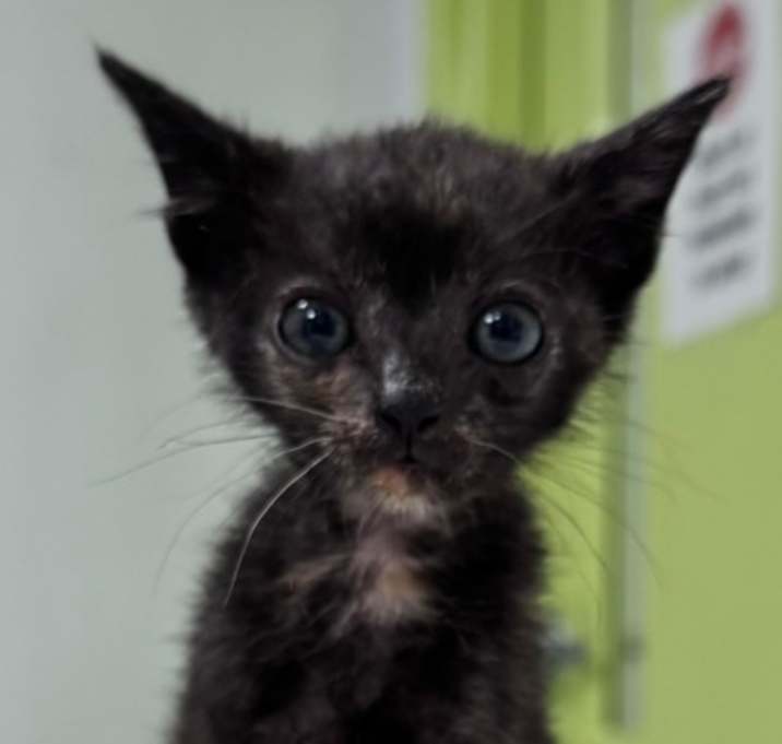 Photo of Trinket