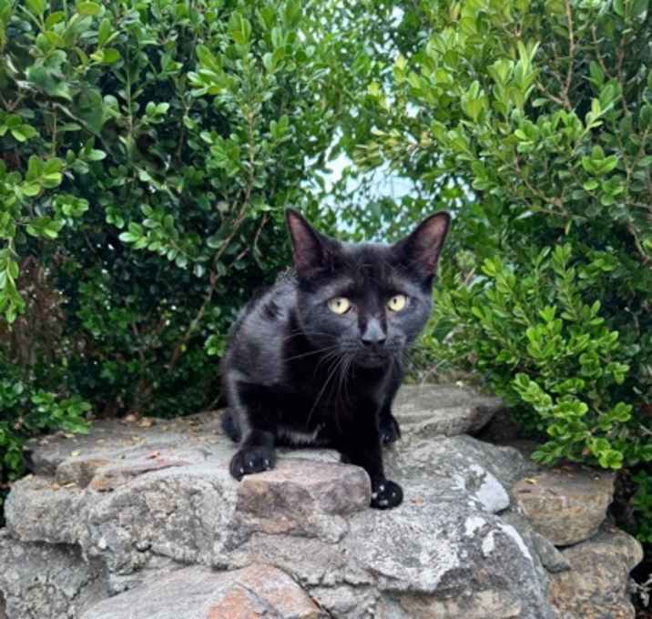 Photo of Sapphire