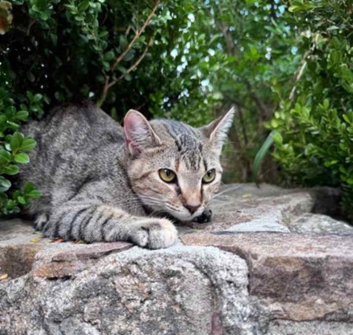 Photo of Misty