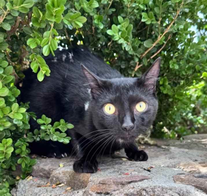 Photo of Phantom