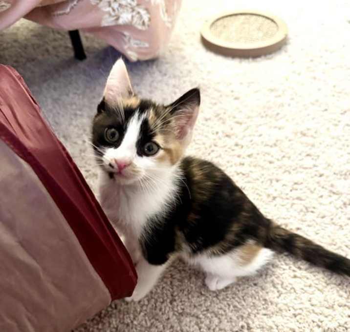 Photo of Lyric (Available for pre-adoption)