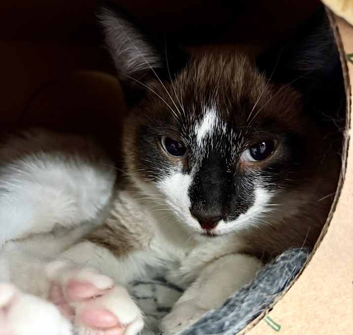 Photo of Mufasa