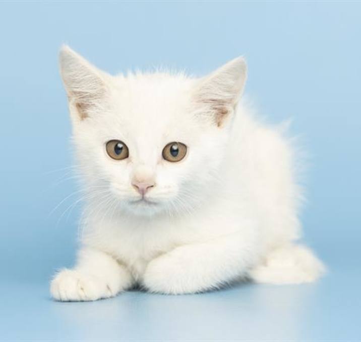 Photo of HERMIA