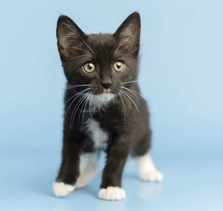 Photo of FIGARO