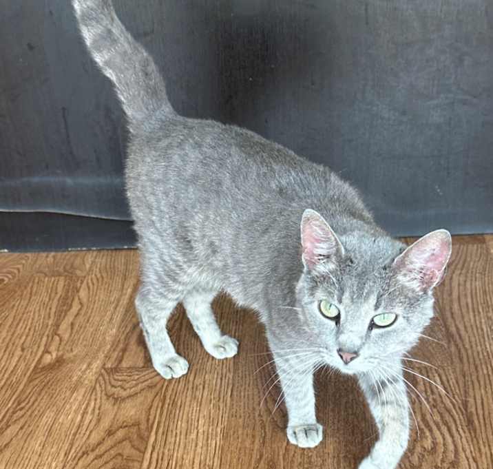 Photo of Penny