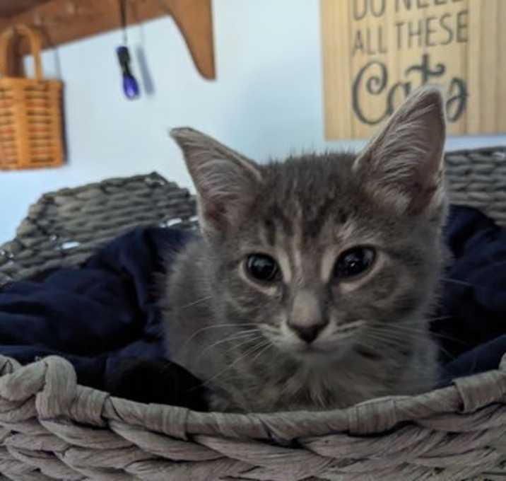 Photo of Peep