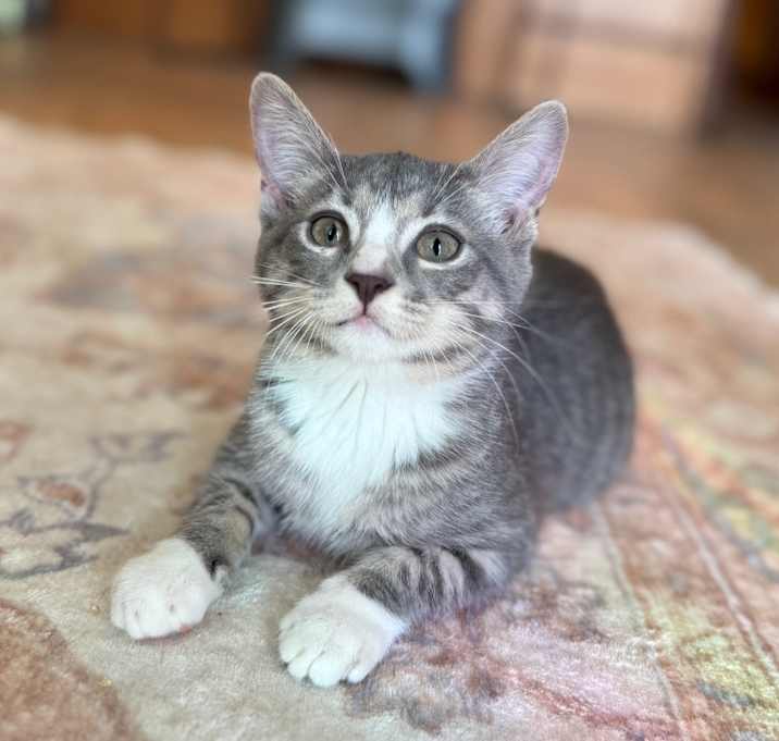 Photo of Jitterbug