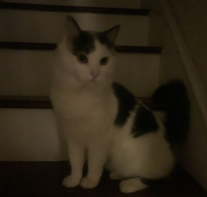 Photo of Tommy