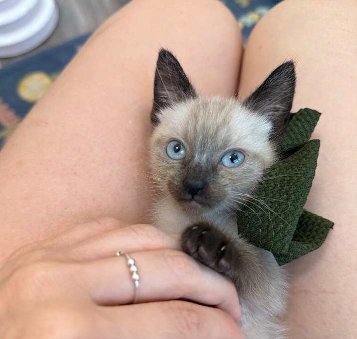 Photo of Obi