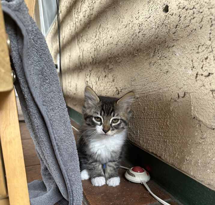 Photo of Kitten