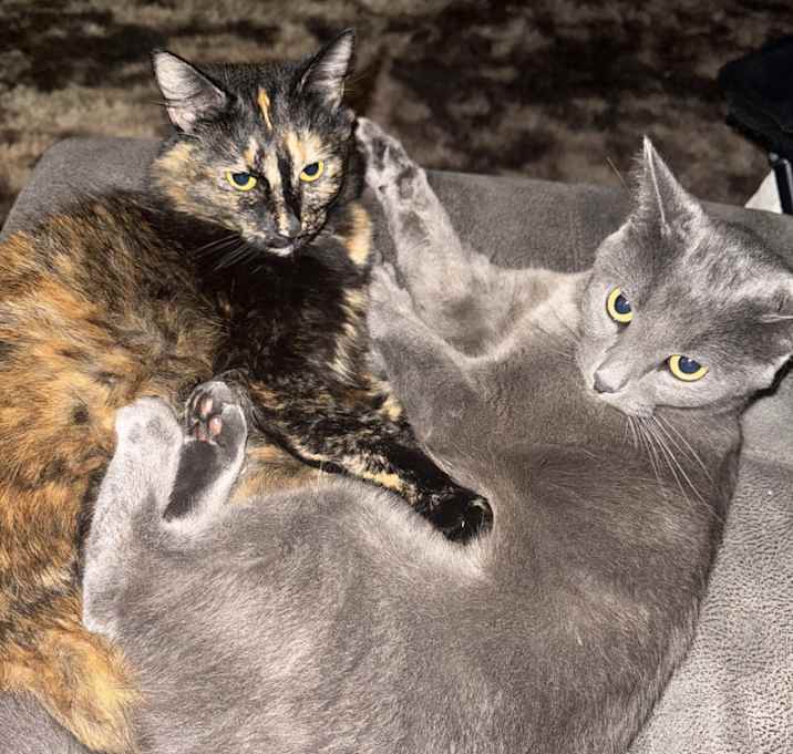 Photo of Pookie & loki