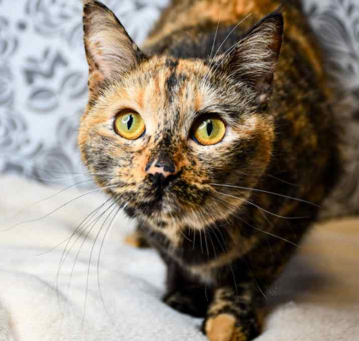 Photo of Lemon