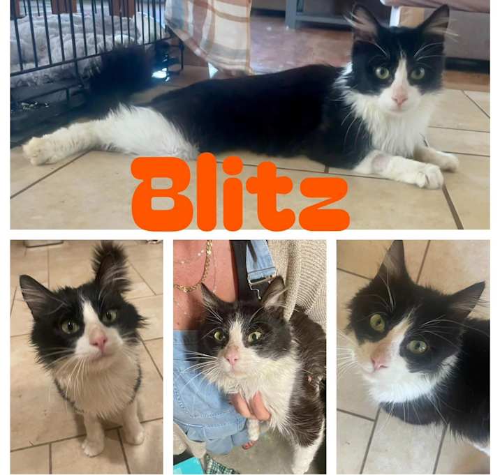 Photo of Blitz