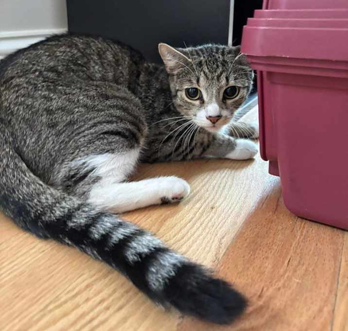 Photo of Maisy
