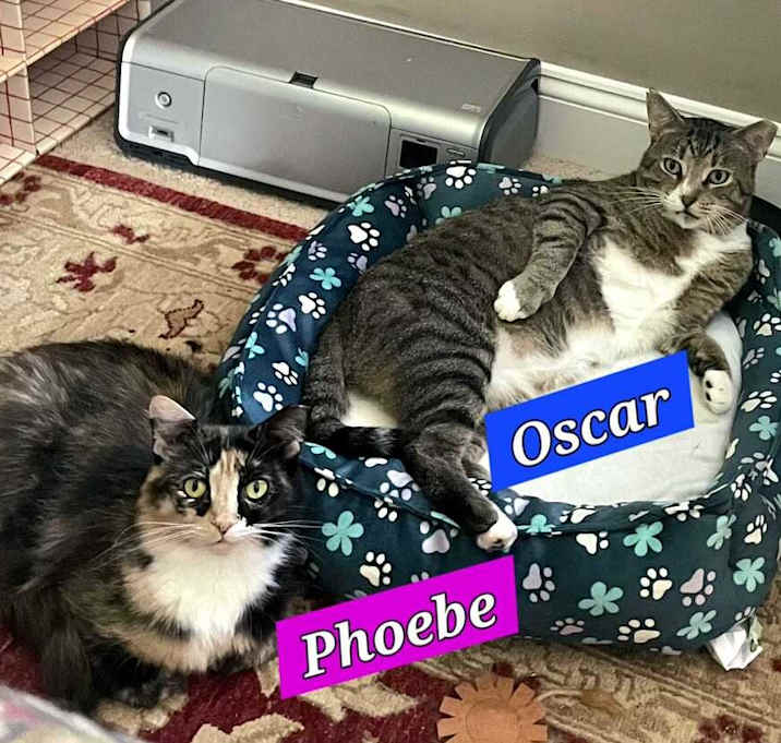 Photo of Oscar