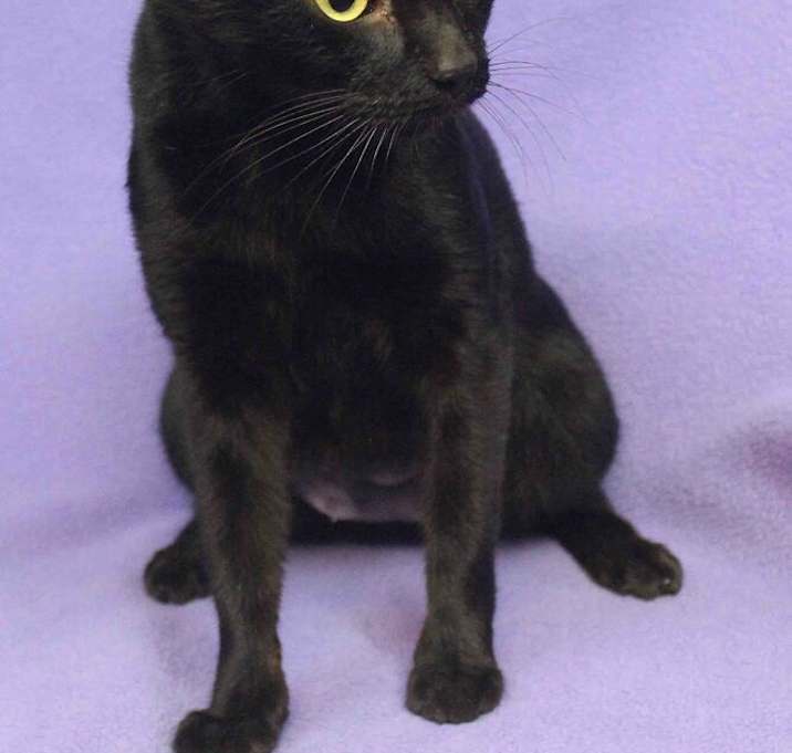 Photo of MIDNIGHT