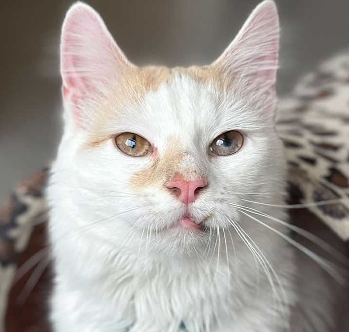 Photo of Snuggles