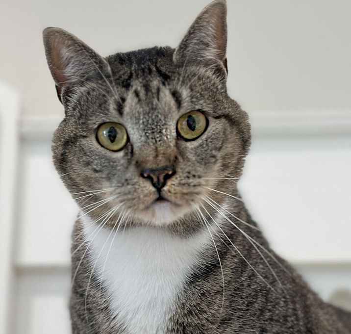 Photo of Volynka