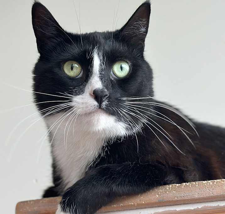 Photo of Musette
