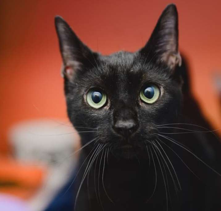 Photo of Guinness