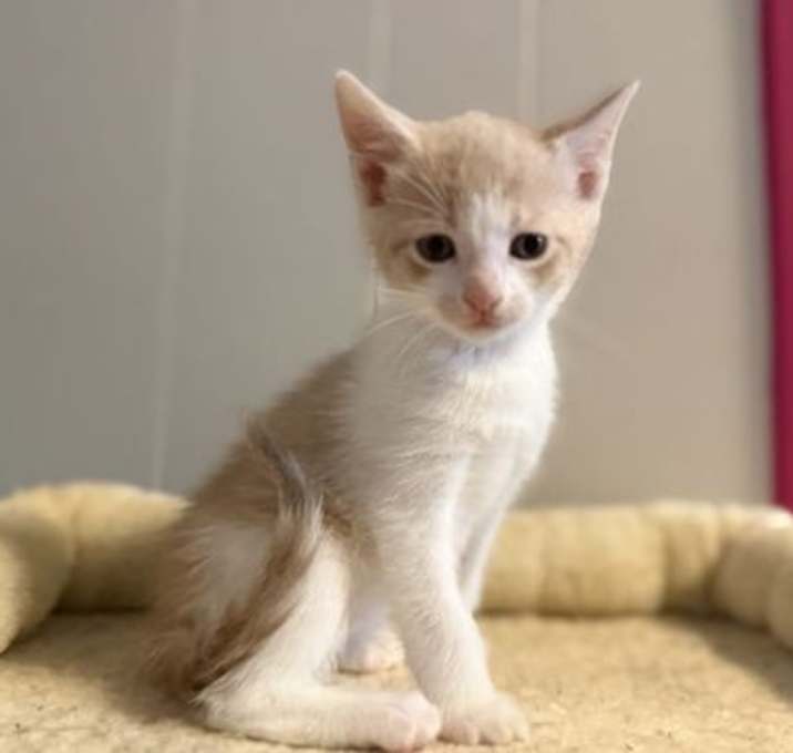 Photo of *Gus