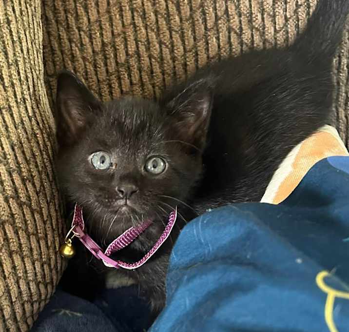 Photo of Boo - In Foster