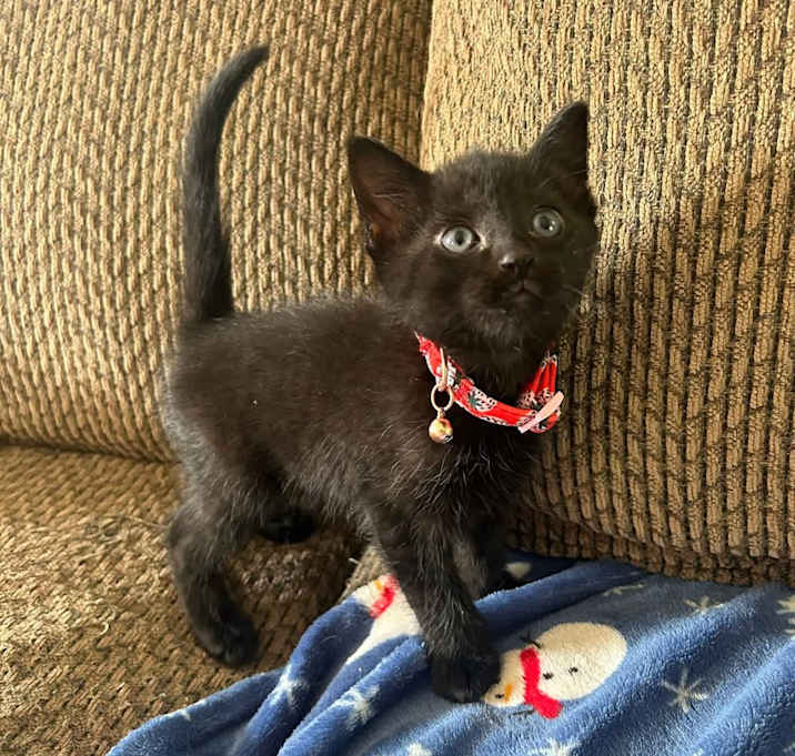 Photo of Salem - In Foster