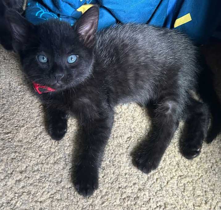 Photo of Binx - In Foster