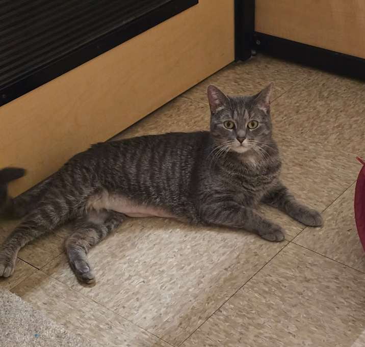 Photo of Clover - at Petsmart