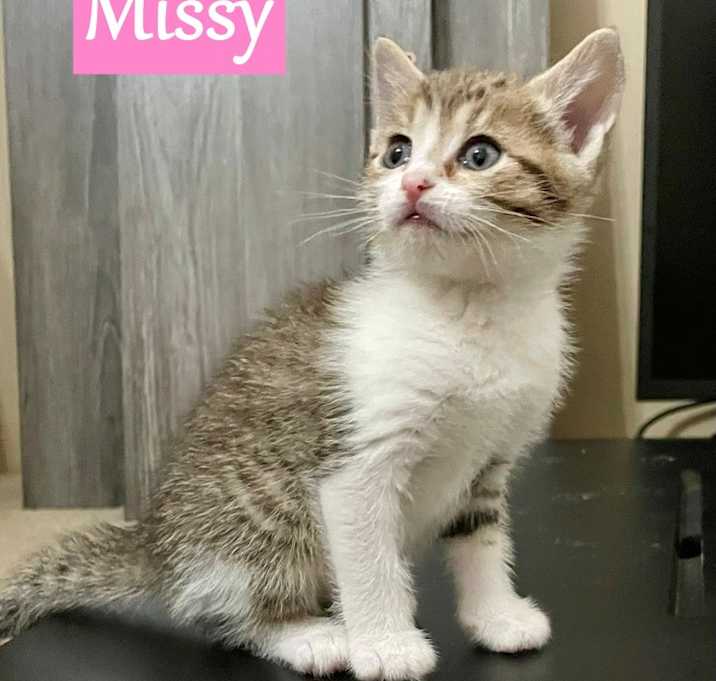 Photo of Missy