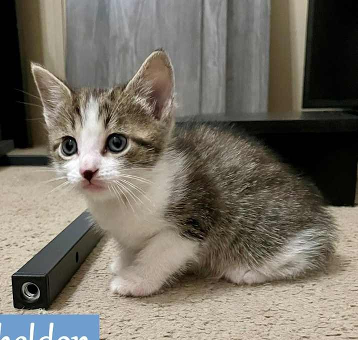 Photo of Sheldon