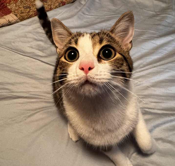 Photo of Beans