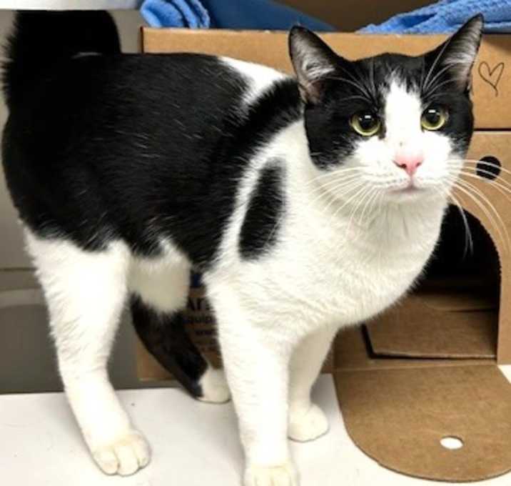 Photo of Domino