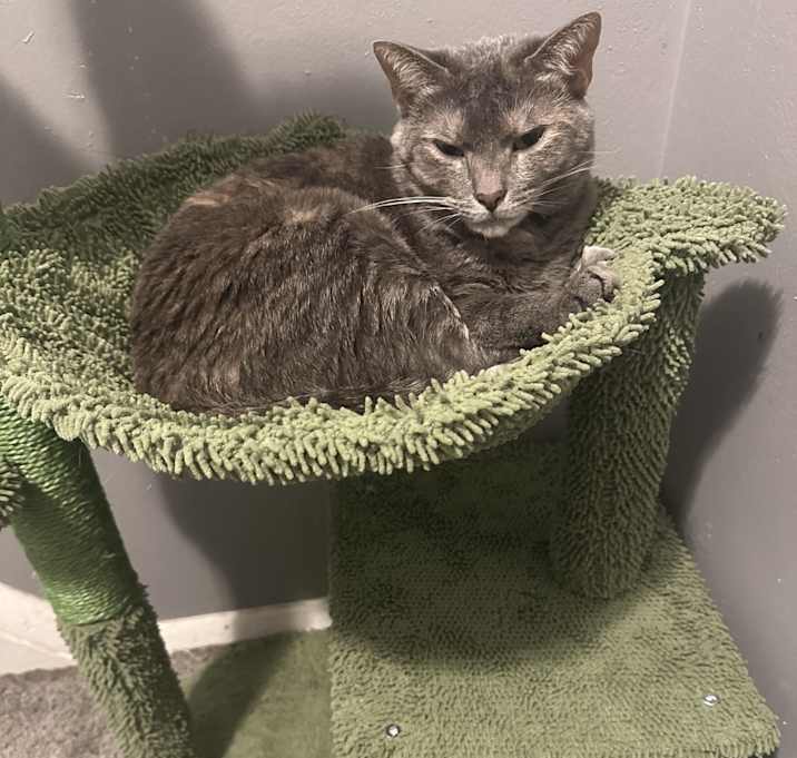 Photo of Bella