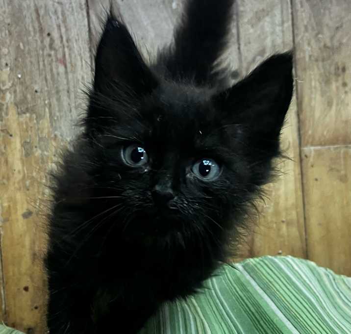 Photo of Vincent