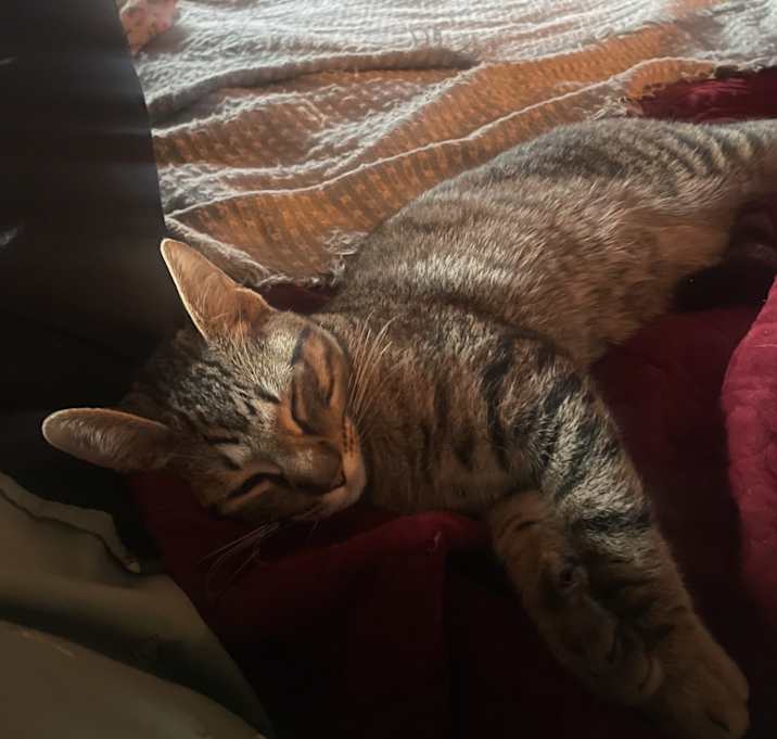 Photo of Rumbles