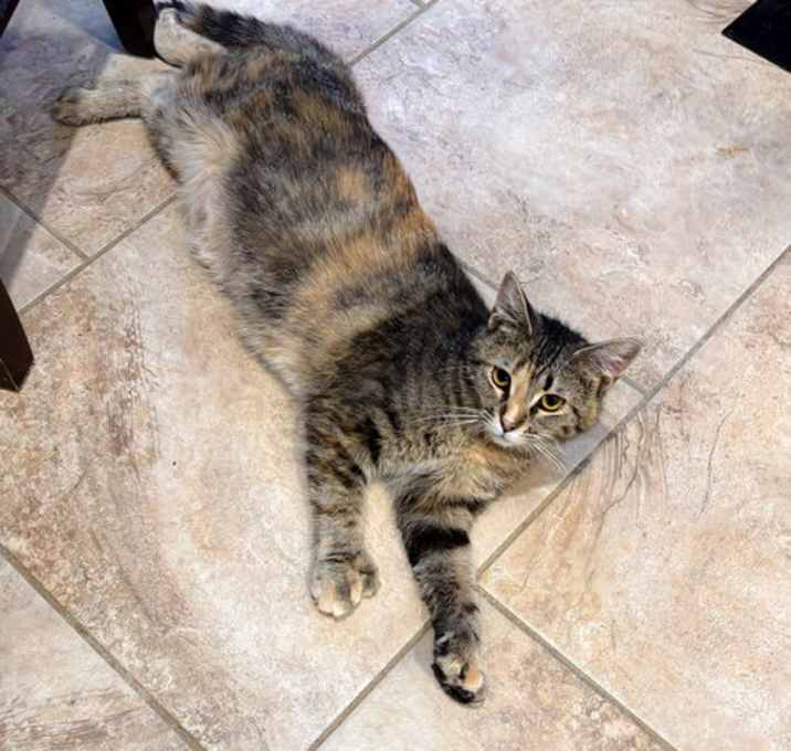 Photo of Mittens
