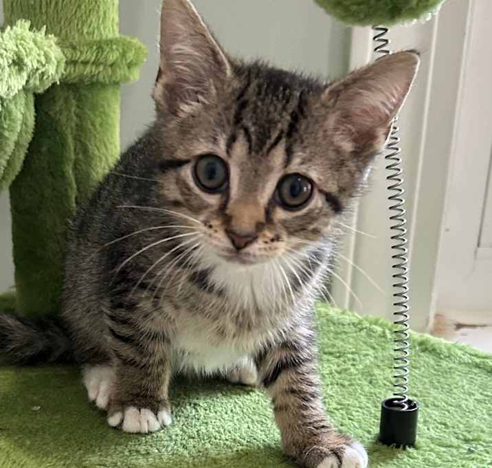 Photo of Pepper