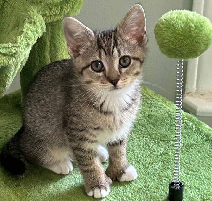 Photo of Sage