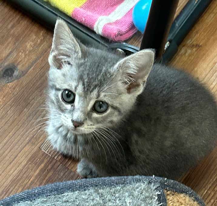 Photo of Parsley