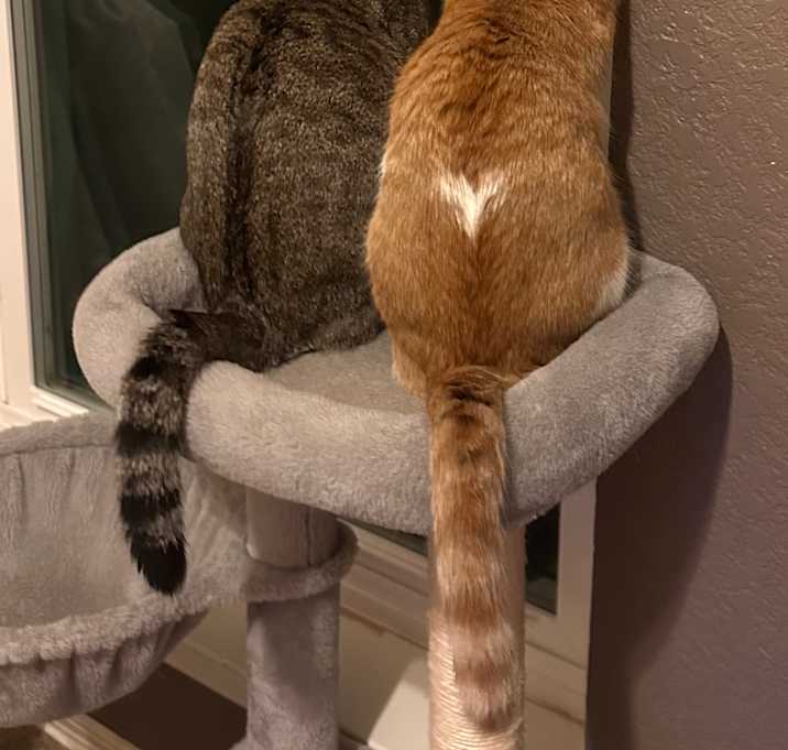 Photo of Harley and Penny