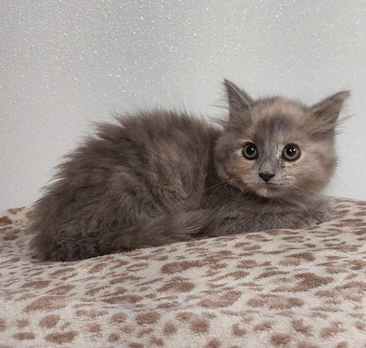 Photo of Esper