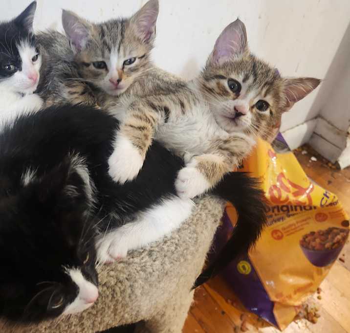 Photo of kitten
