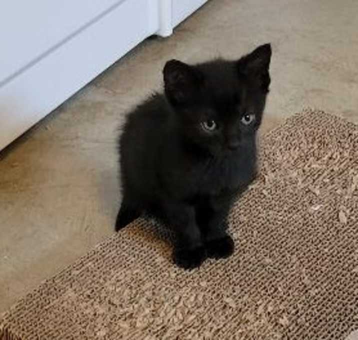 Photo of Tinker