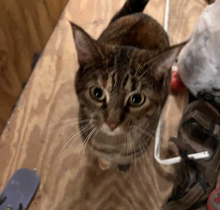 Photo of Athena